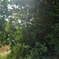 باغ با موقعیت تفریحی گردشگری