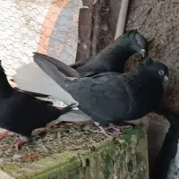 کفتر زاغ دم سفید  . کرمانی