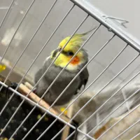 عروس هلندی نر