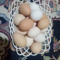 تخم مرغ محلی