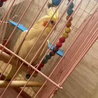 عروس هلندی نر