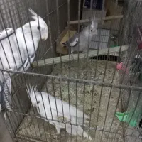 عروس هلندی|پرنده|کرج, اخترآباد|دیوار