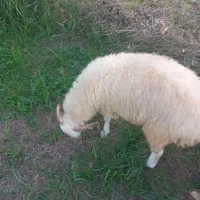 قوچ محلی چاق برای نگه داشتن و قصابی عالیه