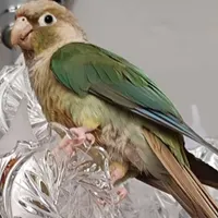 گم شدن پرنده