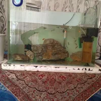 اکواریوم شرکتی با ماهی