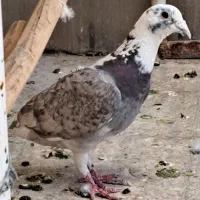 گمشده ماده هفترنگ آلمانی