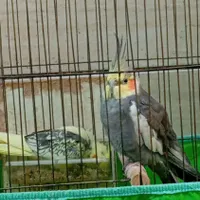 عروس هلندی نر سخن گو