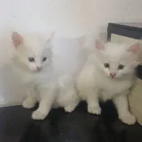 واگذاری گربه پرشین