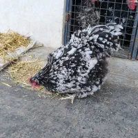 مرغ و خروس اورپینگتون