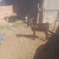 بزغاله تخمی