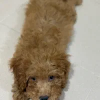 پودل نر|سگ|مشهد, کوثر|دیوار