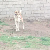 سگ سرابی نر|سگ|اردبیل, |دیوار