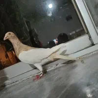 6تا کفتر پرشی
