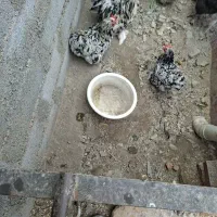 تخم مرغ کوشین