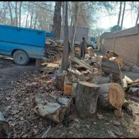 چوب کنده ریشه درخت حرص خریدار با بالا ترین قمیت|خدمات باغبانی و درختکاری|نیشابور, خیام|دیوار