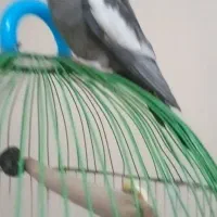 عروس‌هلندی‌من‌ازقفس‌رفته‌هرکس‌کرفته‌بیاره‌بده