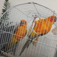 جفت طوطی خورشیدی