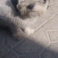 یک‌سگ‌پاکوتاه‌|سگ|قوچان, |دیوار