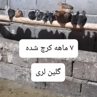 تخم نطفه داره گلین لری اصل|حیوانات مزرعه|مشگین شهر, |دیوار