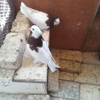 5 عدد کبوتر تزیینی|پرنده|قم, سربخش|دیوار