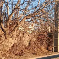 معاوضه-شهریار-باغ-انگوری-با-خودرو