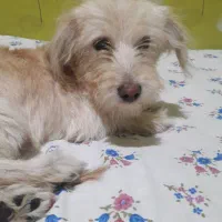 سگ شیتزو تریر|سگ|پاکدشت, پاکدشت (مامازند)|دیوار