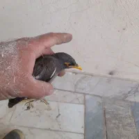 جوجه مینا سالم