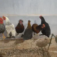 مرغ و خروس