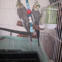 عروس‌هلندی‌نر‌‌‌‌‌‌‌‌‌وماده