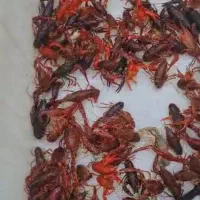 کوی سوپر باله|ماهی|تهران, مسعودیه|دیوار