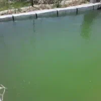 باغ یک هکتاری