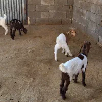 بز و بزغاله|حیوانات مزرعه|دینور, |دیوار