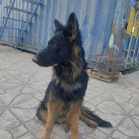 معاوضه ژرمن ماده