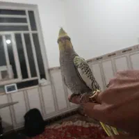 جوجه عروس هلندی گل با قالی|پرنده|حمیدیا, |دیوار