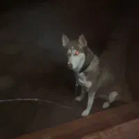 هاسکی مالاموت گلد