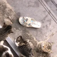 واگذاری رایگان بچه گربه