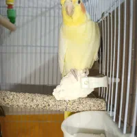 جوجه عروس سرلاکی معاوضه با کوتوله سرلاکی