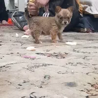 سگ پاکوتاه|سگ|ملایر, |دیوار