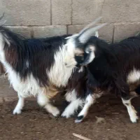 دو راس بره نردرجه یک چاق تخت|حیوانات مزرعه|داراب, |دیوار