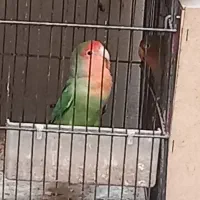 کوتوله|پرنده|میبد, |دیوار