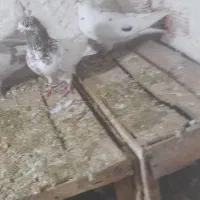 چند عددکبوتر اوچان اویناق