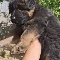 واگذاری ژرمن شولاین