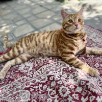 گمشده،به یابنده مژدگانی داده میشود