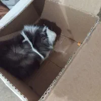 فروش خوکچه هندی