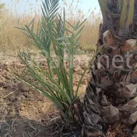 مرکز فروش دمیت نخل کبکاب در دشتستان|خدمات باغبانی و درختکاری|بوشهر, |دیوار