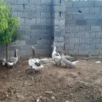 فروش غاز دورگه محلی