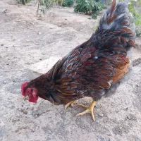 خروس ویاندوت بلورد
