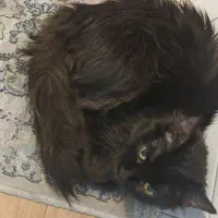 گربه پرشین مشکی