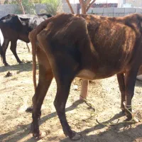 دوتا گاو راست گوشت|حیوانات مزرعه|کهنوج, |دیوار