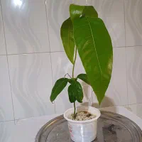 نهال انبه|گل و گیاه طبیعی|مشهد, خواجه ربیع|دیوار